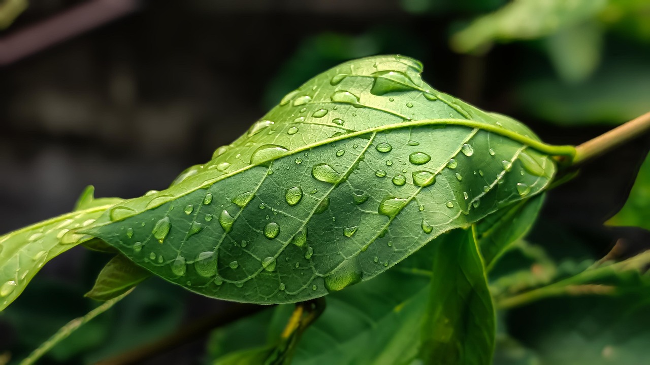 Installer un arrosage automatique : simplifiez l’entretien de votre jardin