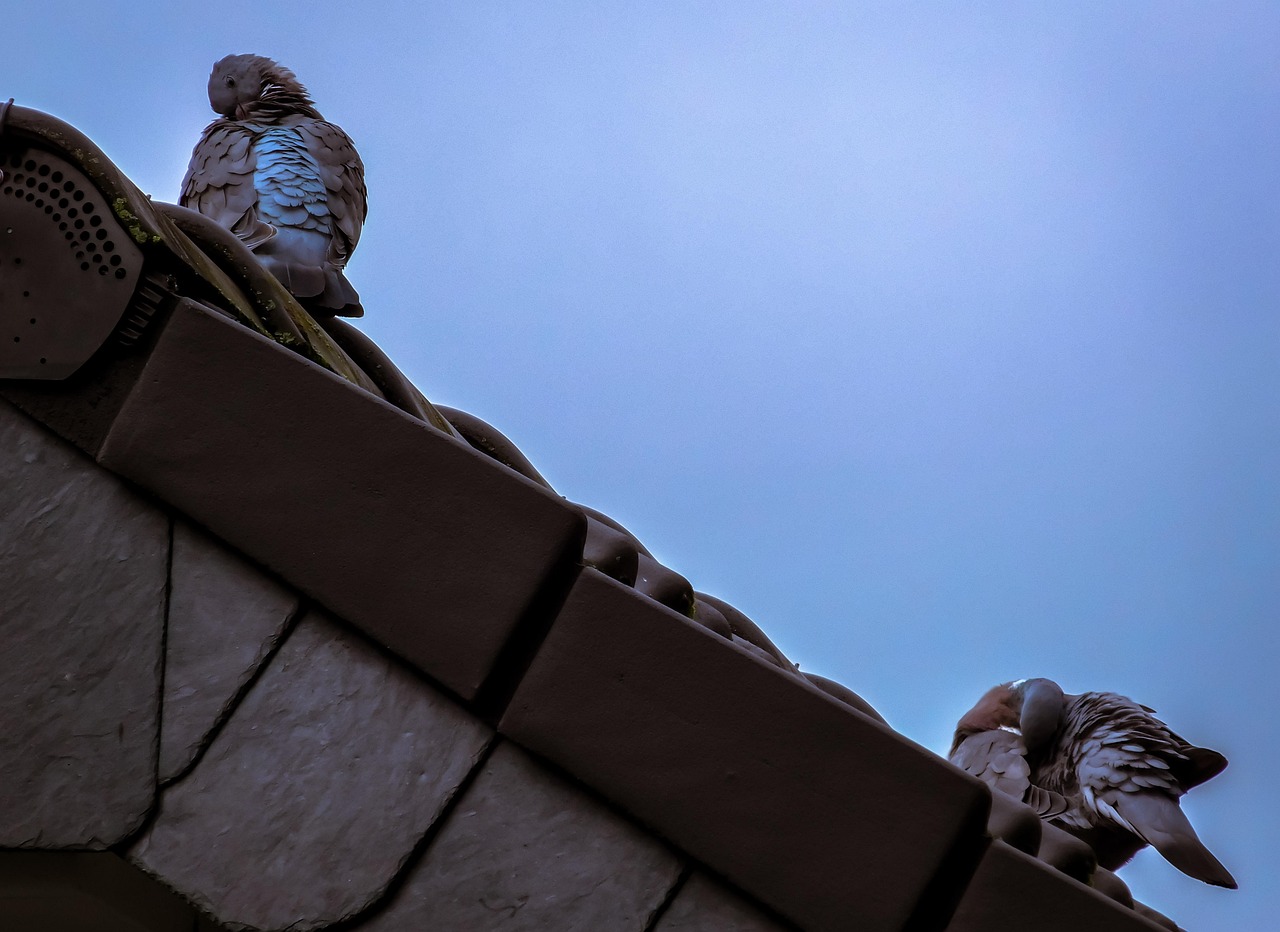 service professionnel de nettoyage de toiture pour &eacute;liminer mousses, lichens et salet&eacute;s, afin de pr&eacute;server l'esth&eacute;tique et la durabilit&eacute; de votre toit.